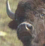 bison hunting, bison hunt, bison
