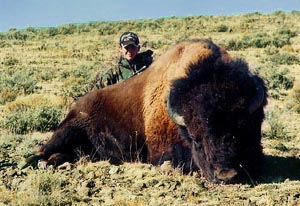 Buffalo Hunting Bison Hunting Colorado