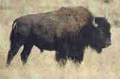 bison hunt, bison hunting