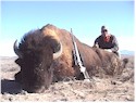 Buffalo Hunting