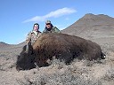 Buffalo Hunting