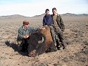 Buffalo Hunting
