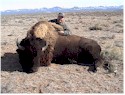 Buffalo Hunting