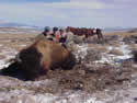 Buffalo Hunting