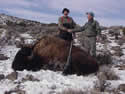 Buffalo Hunting