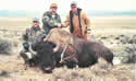 Buffalo Hunting