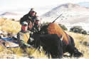 Buffalo Hunting