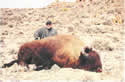 Buffalo Hunting