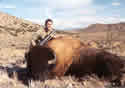 Buffalo Hunting