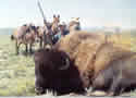Buffalo Hunting