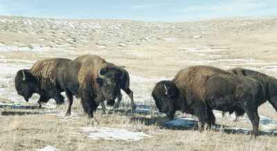 bison hunts buffalo hunting